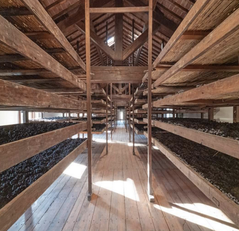 Amarone appassimento grapes drying
