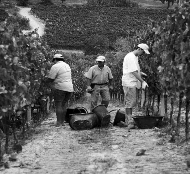 Prosecco sparkling wine Veneto