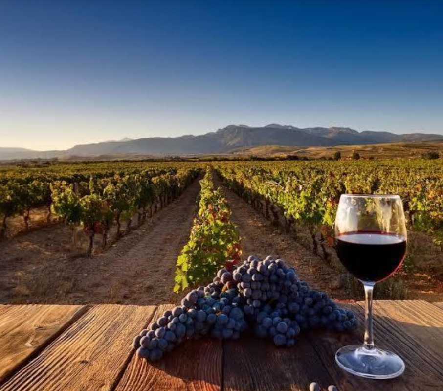 Rioja vineyards in Spain